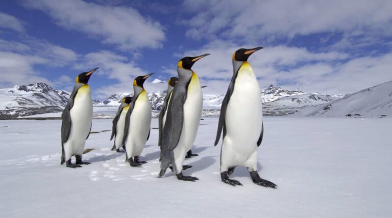 Solicitan personas para contar pingüinos en la Antártida