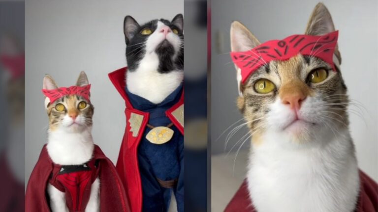 Video: Le confecciona trajes de Dr. Strange y Bruja Escarlata a sus gatos