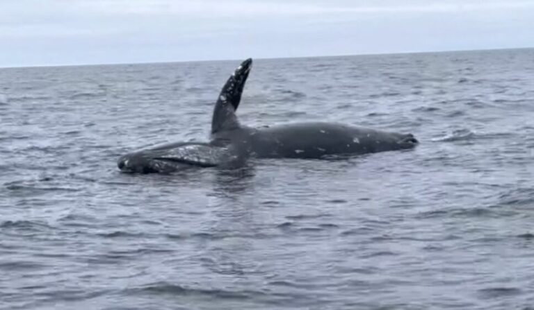 VIDEO: Captan momento exacto en que cadáver de una ballena explota