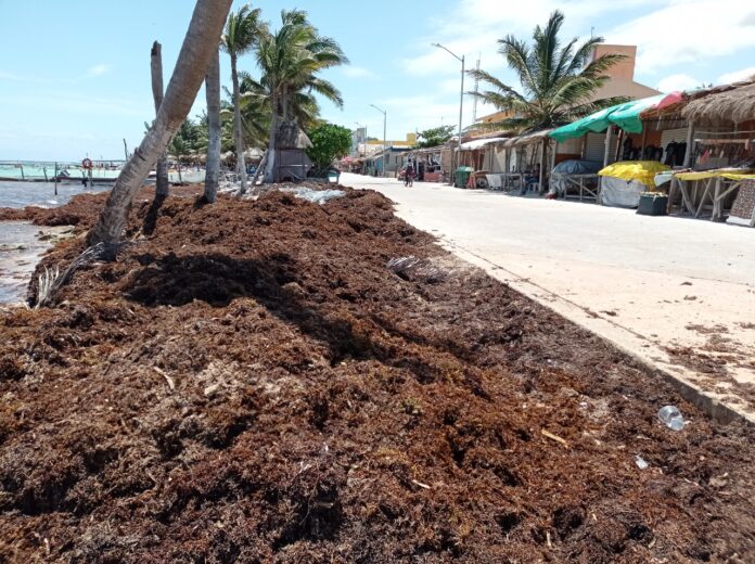 Denuncian abandono de autoridades en el combate del arribo de sargazo en Mahahual