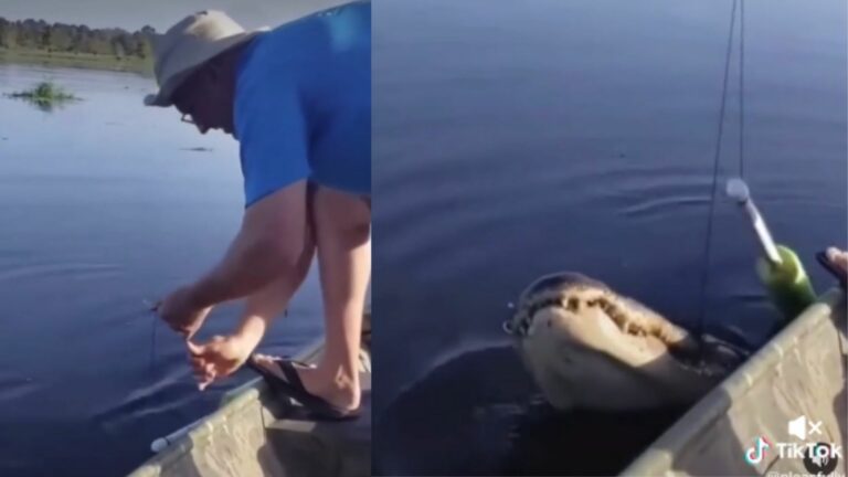 Video: Se sorprende tras atrapar un cocodrilo mientras pescaba en una laguna
