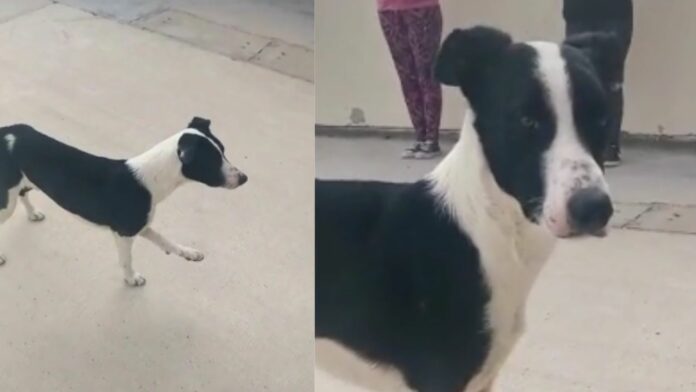 Video: Perro callejero se infiltra en gimnasio y trata de seguir rutina de ejercicios