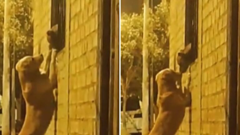 Como Romeo y Julieta, perrito va a la ventana de su novia para visitarla