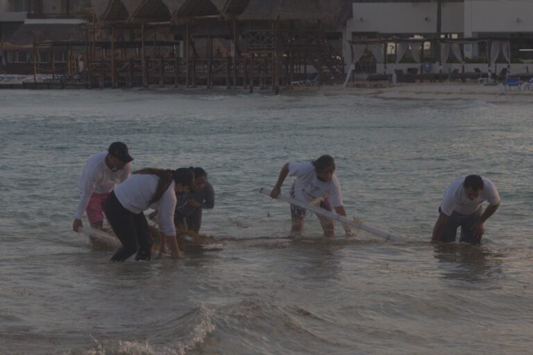 No se detiene la recolecta de sargazo