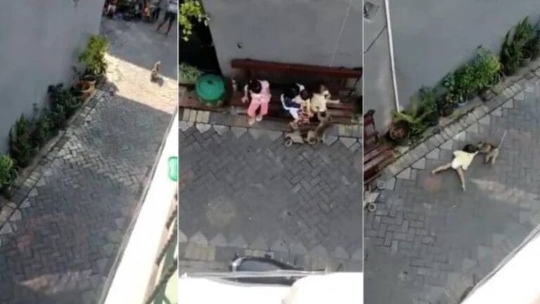 VIDEO: un mono ataca e intenta secuestrar a una menor de edad en China