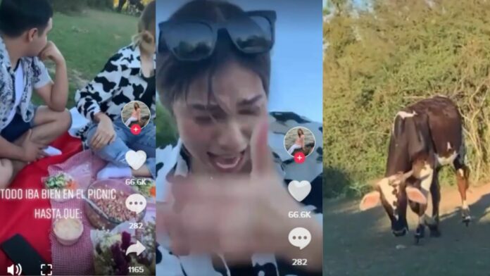 Video: Vaca interrumpe a pareja en una cita romántica