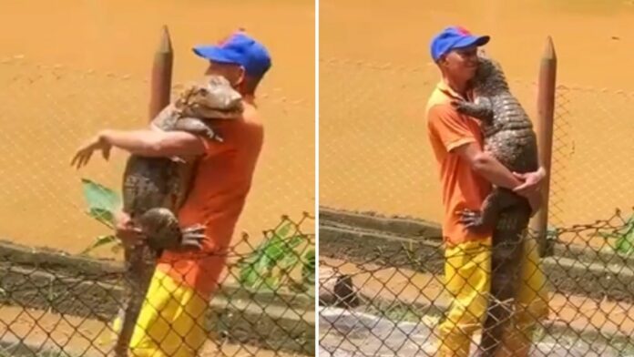 Hombre es captado bailando de forma romántica con un cocodrilo y se vuelve viral