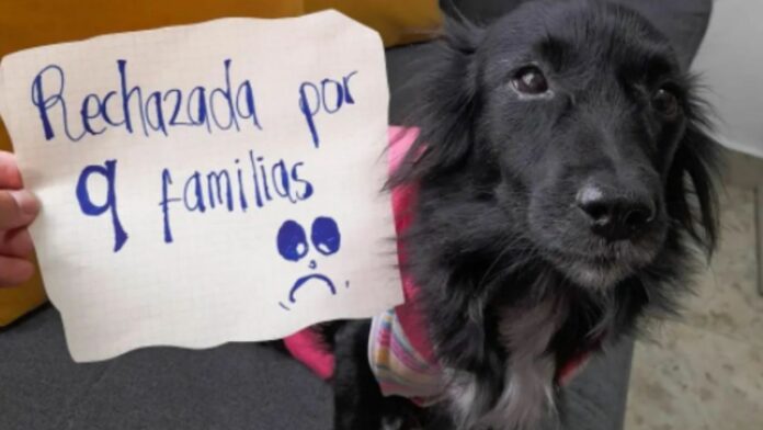 La crueldad de los seres humanos a veces pareciera no tener fin, como pasó con Selene, una perrita a la que 9 familias han rechazado porque tiene cojera.