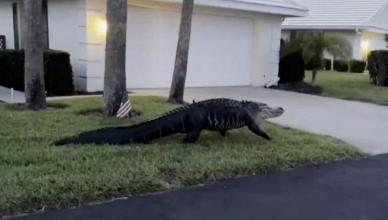 Encuentran un gran caimán en un patio de Florida y se hace viral