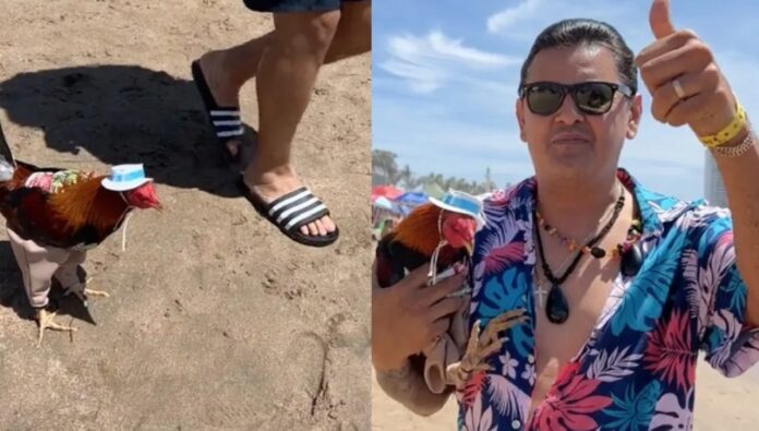 Video: Hombre lleva a su gallo de vacaciones y se hace viral en TikTok