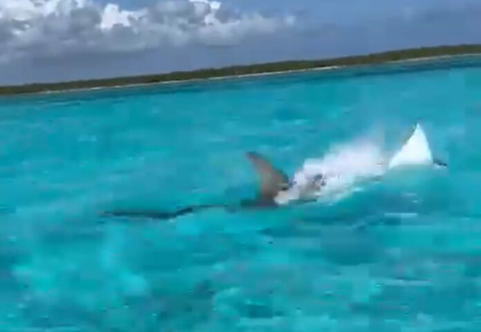 Captan persecución entre un tiburón martillo y una mantarraya en Cozumel