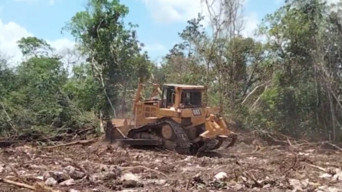 Avanza la tala de selva al interior de la zona urbana de Playa del Carmen por el Tren Maya