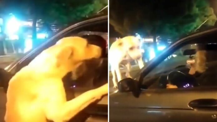 VIDEO: Captan a mujer que intentó abandonar a un perrito y este la persiguió 5 cuadras