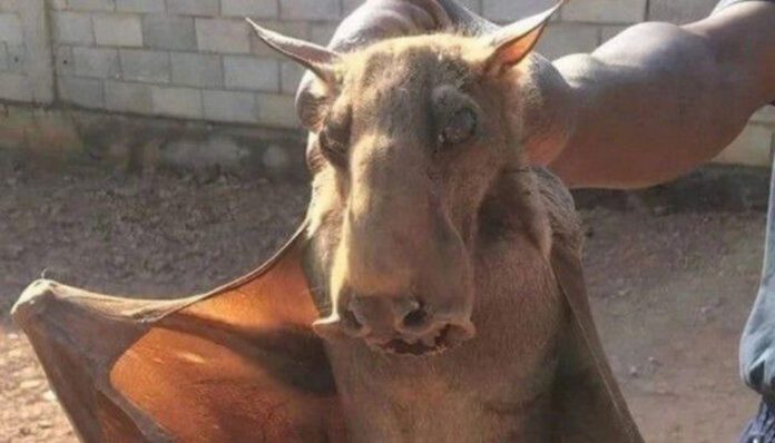 Imágenes de murciélago gigante se hace viral por su parecido al de un burro