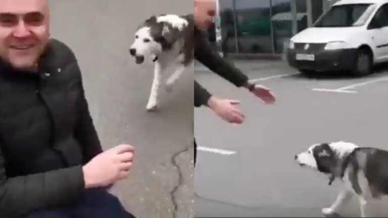 Perrita ucraniana logra reencontrarse con su dueño