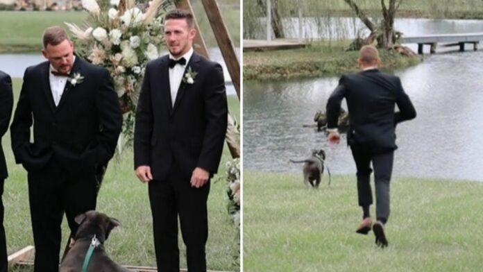 Video: Perro es invitado a una boda, se salta la sesión de fotos para meterse en un lago