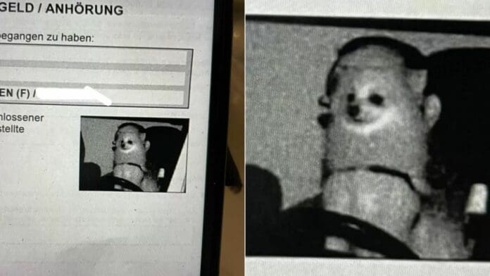 Multan a perrito luego de que cámara de tránsito lo captara conduciendo a alta velocidad