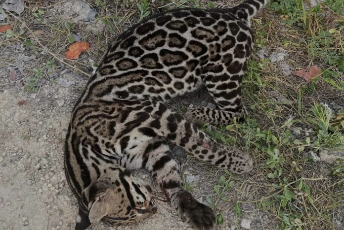Encuentran cuerpo de un ocelote cerca de Mahahual