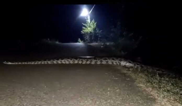 Video: boa gigante aparece en carretera de Hidalgo