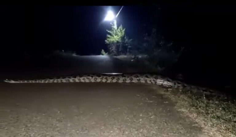 Video: boa gigante aparece en carretera de Hidalgo