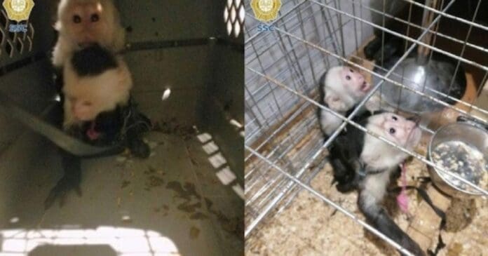 Dos monos capuchinos fueron rescatados por las autoridades en una vivienda en la Ciudad de México; el sitio fue asegurado. Foto: Redes sociales
