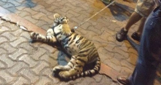 Aprueban iniciativa para prohibir explotación de animales en la Quinta Avenida