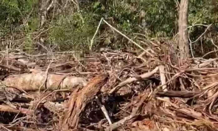 Exhiben devastación del Tren Maya