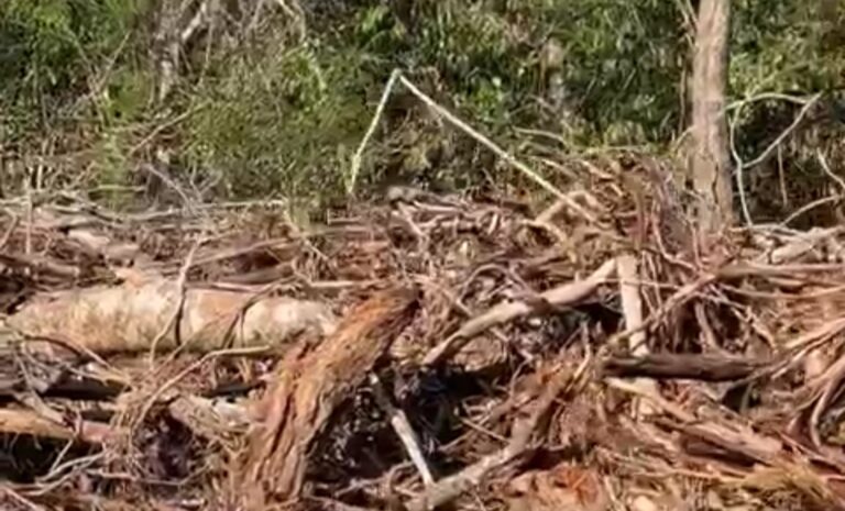 Exhiben devastación del Tren Maya