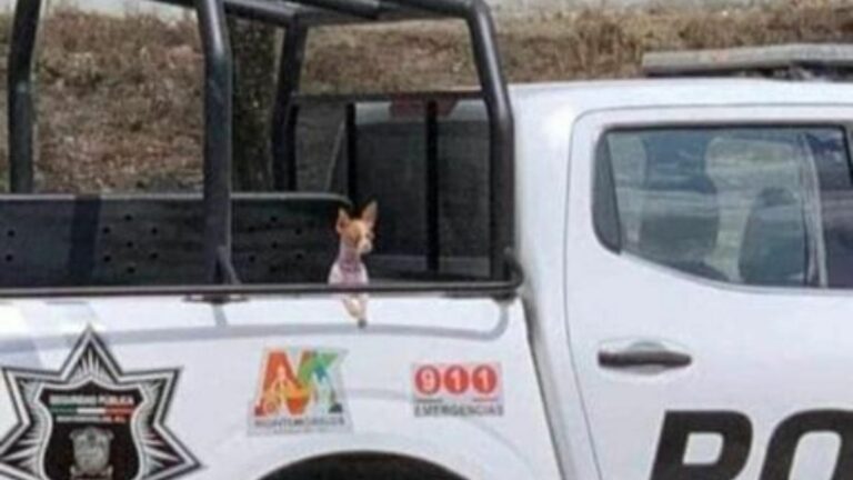 Detienen a una perrita chihuahua por acompañar a su dueña a saquear en Nuevo León