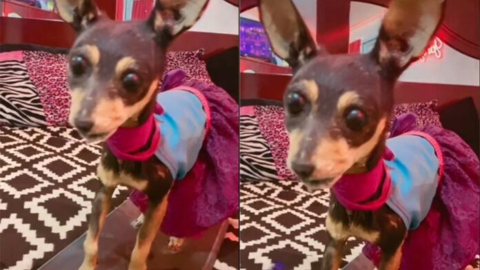 Joven diseca a su perrita chihuahua y se hace viral en TikTok tras mostrar el resultado