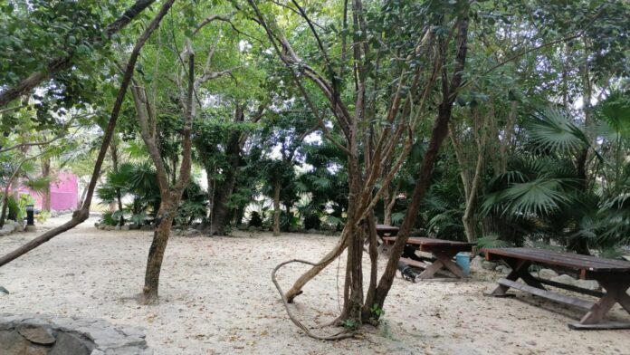 Comienza en el Parque La Ceiba, de Playa del Carmen, el taller para niños “Diviértete con las letras”