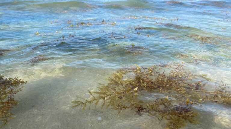 Inicia hoy en Playa del Carmen la instalación de barreras contra el sargazo