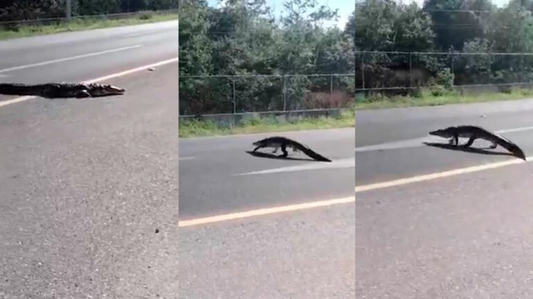 Captan a cocodrilo en medio de la carretera de Chetumal