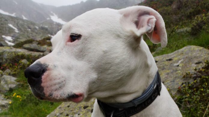 Vecinos ponen cartel para proteger a perrito sordo