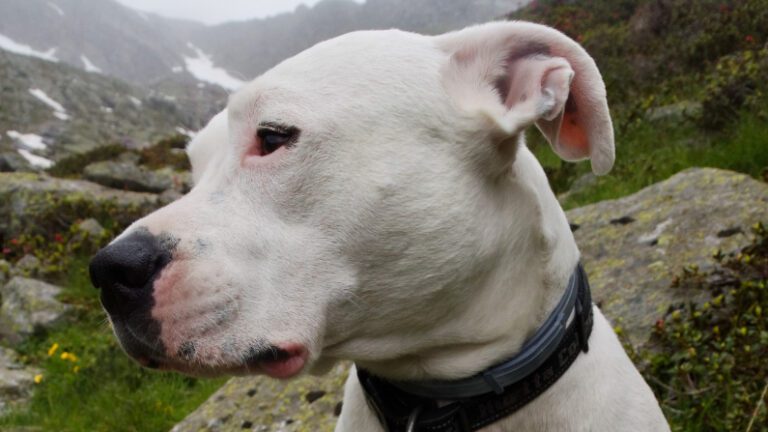 Vecinos ponen cartel para proteger a perrito sordo