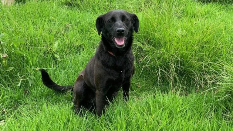 CDMX: Juez ordena desalojar refugio de perritos para construir departamentos