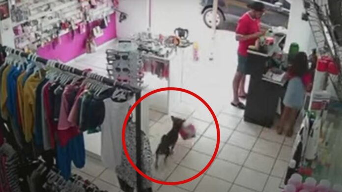VIDEO: Cámaras captan a un 'ladrón de peluches', era un perrito
