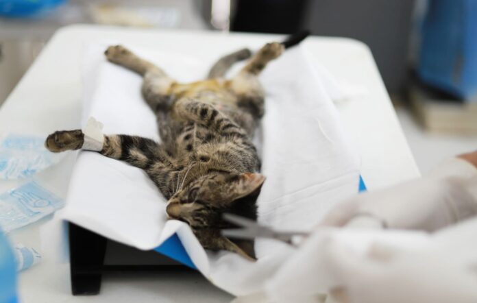 Inician jornadas de esterilización felina en Benito Juárez