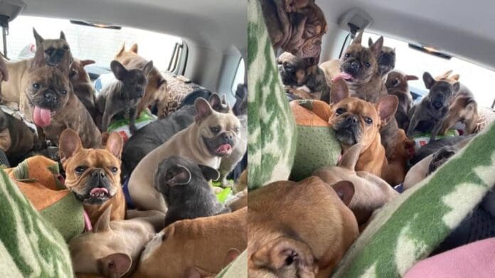 Ucraniana escapa de la invasión con 20 perritos, viajó 350 kilómetros con ellos