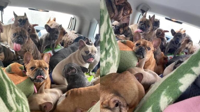 Ucraniana escapa de la invasión con 20 perritos, viajó 350 kilómetros con ellos