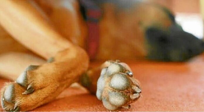 Conductor atropella a perrito y sigue su camino, los ciudadanos denuncian pidiendo justicia