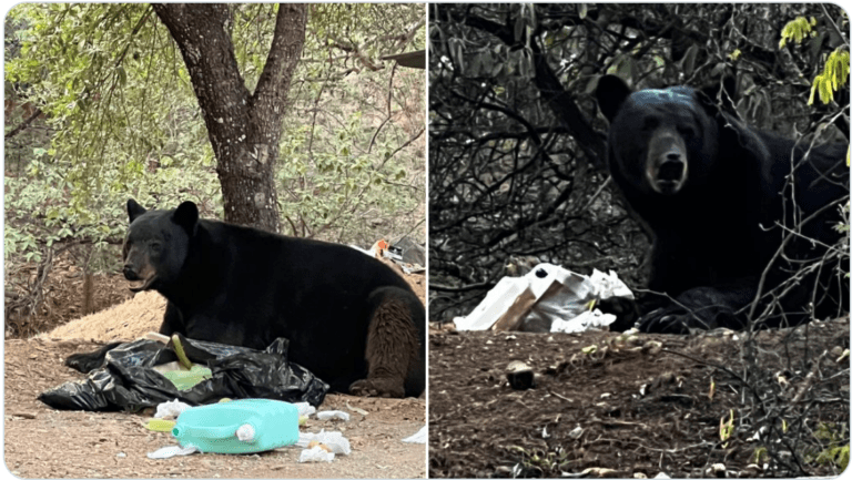 Captan a oso buscando comida entre la basura en Nuevo León