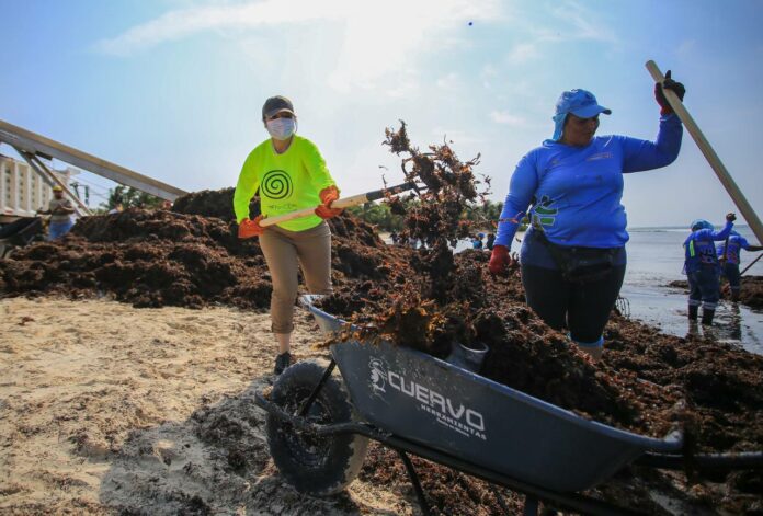 Kira Iris plantea Ley de Atención al Sargazo para atender el recale