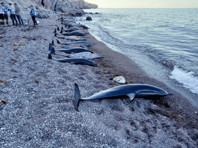 Atiende Profepa varamiento de 33 delfines en La Paz, BCS