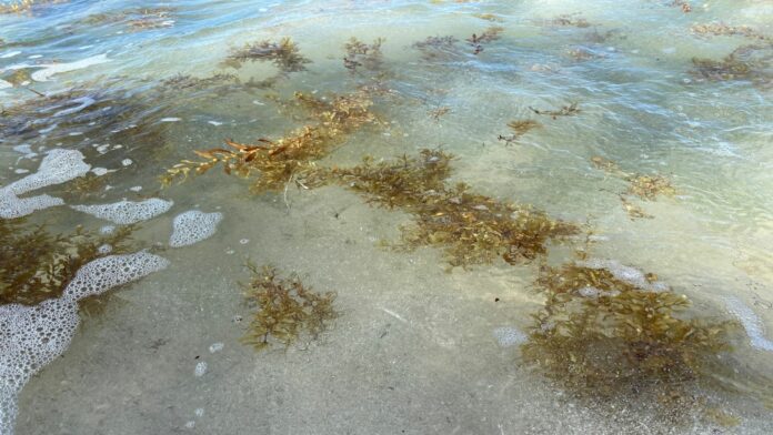Autoridades trabajan en evitar que sargazo se estanque en costas de Playa del Carmen