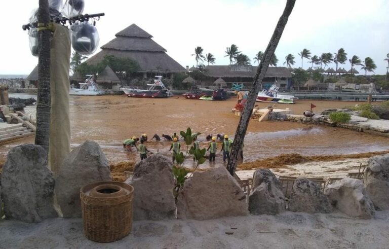 Videos y fotos publicados en redes sociales dieron cuenta de la gran cantidad de sargazo que arriba a los parques de Grupo Xcaret. Foto: Redes sociales