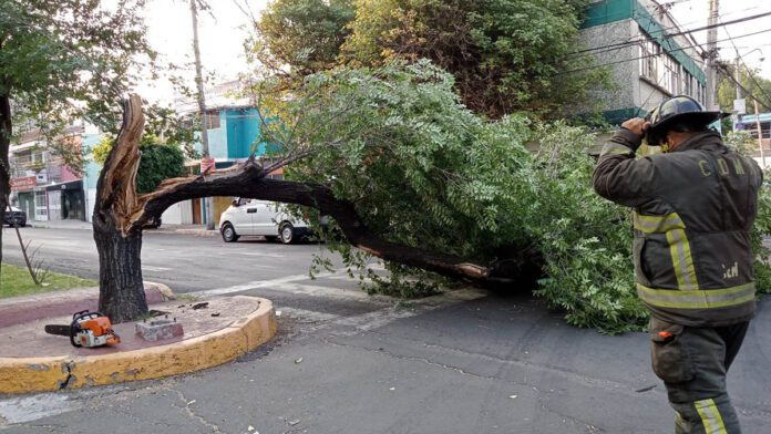 CDMX: Fuertes vientos provocan la caída de más de 50 árboles