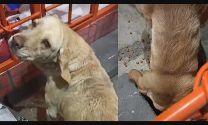 Adoptan a perrita que se hizo viral por 