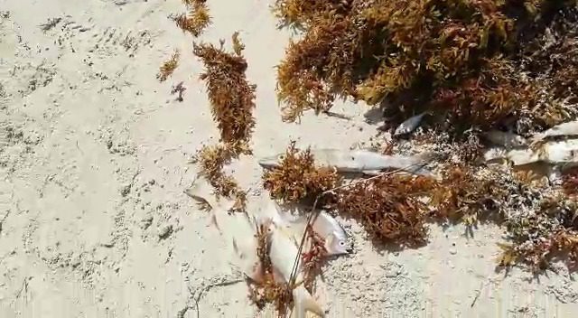 Preocupa mortandad de peces en Mahahual por el sargazo￼
