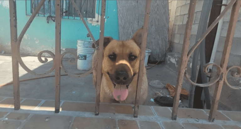 De narcoperro a ‘Fiscal’ Esta es la historia de un perrito rescatado de un narcotúnel en Tijuana